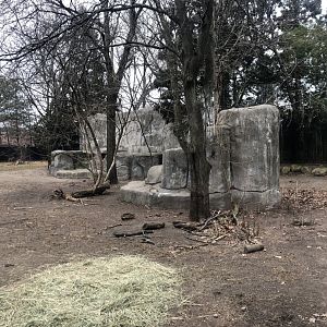 Cheetah Habitat - Feb, 2020