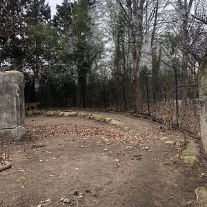 Cheetah Habitat - Feb, 2020