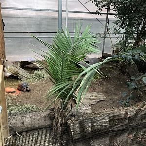 Radiated Tortoises (Winter Holding Area) - Feb, 2020