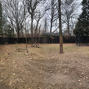 Cheetah Habitat (Left Side Yard) - Feb, 2020