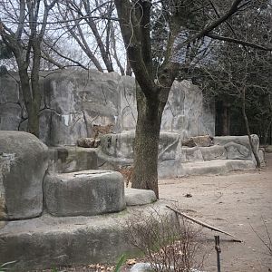 Cheetah Habitat (Left Side) - Feb, 2020