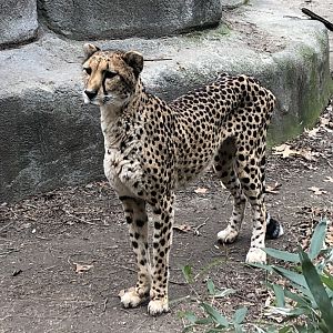 Cheetah