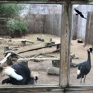 African Crowned Crane Habitat - Feb, 2020