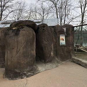 Red River Hog Viewing (Left Side) - Feb, 2020