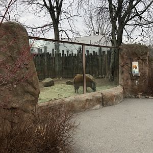 Red River Hog Viewing (Right Side) - Feb, 2020