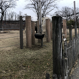 African Elephant Pavilion Panorama - Feb, 2020