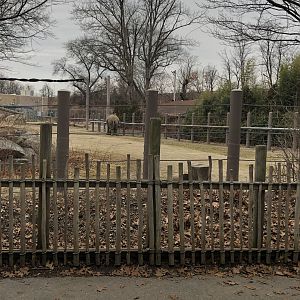 African Elephant Habitat (Right Side) - Feb, 2020