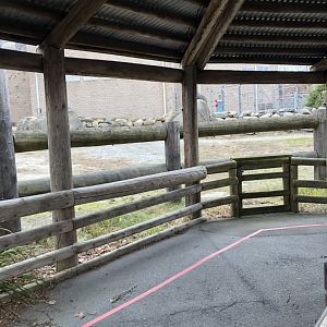 Masai Giraffe Feeding Area - Feb, 2020