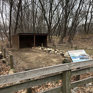 African Spurred Tortoise Outdoor Enclosure - Feb, 2020