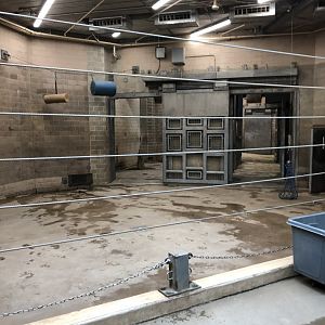 African Elephant Indoor Viewing - Feb, 2020