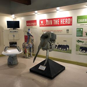 Textron Elephant/Giraffe House Interior Elephant Skull - Feb, 2020