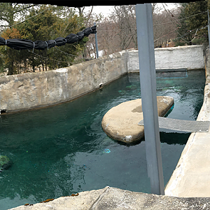 Harbor Seal Above Ground Viewing Panorama - Feb, 2020