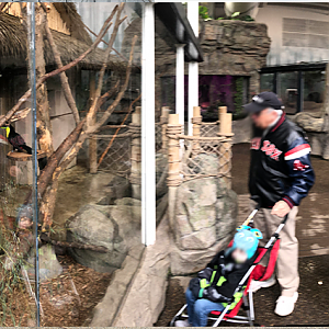 Faces of the Rainforest Interior Panorama 1 - Feb, 2020