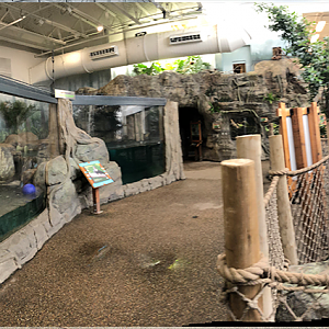 Faces of the Rainforest Interior Panorama 2 - Feb, 2020