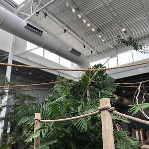 Faces of the Rainforest Interior - Feb, 2020