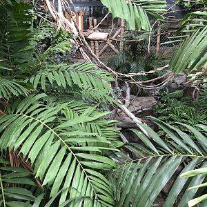 Faces of the Rainforest Interior - Feb, 2020