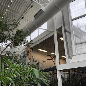 Faces of the Rainforest Interior - Feb, 2020