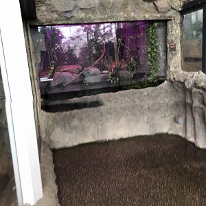 Green Anaconda Enclosure - Feb, 2020