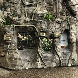 Faces of the Rainforest Small Terrariums - Feb, 2020