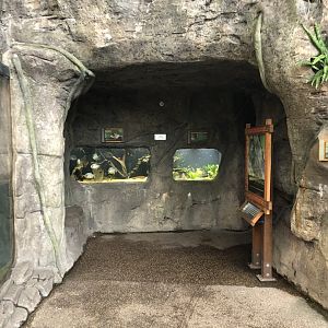 Faces of the Rainforest Fish Tanks - Feb, 2020