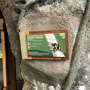 Yellow-Banded Poison Dart Frog Sign - Feb, 2020