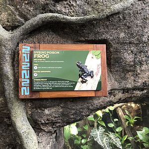Dyeing Poison Frog Sign - Feb, 2020