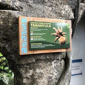 Goliath-Bird Eating Tarantula - Feb, 2020