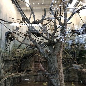 Monkey Interior Enclosure - Feb, 2020