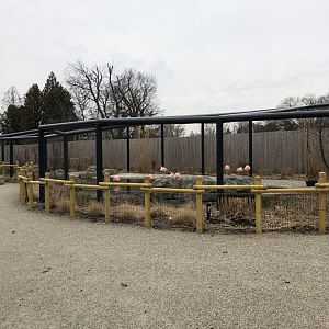 Chilean Flamingo Enclosure - Feb, 2020