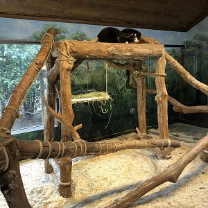 Tree Kangaroo Habitat - Feb, 2020