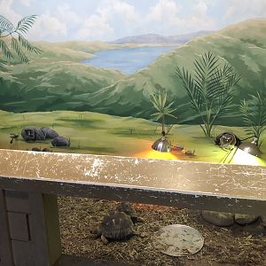 Radiated Tortoise Indoor Enclosure - Feb, 2020