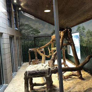Tree Kangaroo Habitat (Side View) - Feb, 2020