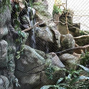 Wrinkled Hornbill Habitat (Left) - Feb, 2020