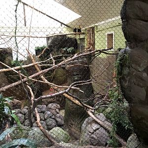 Wrinkled Hornbill Habitat (Right) - Feb, 2020