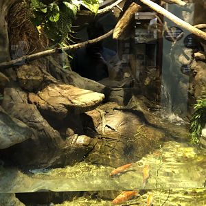 Emerald Tree Boa - Feb, 2020