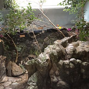 Jamba Fruit Dove Enclosure - Feb, 2020