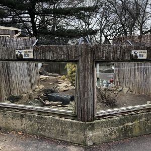 North American River Otter (Left Viewing) - Feb, 2020