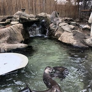 North American River Otter