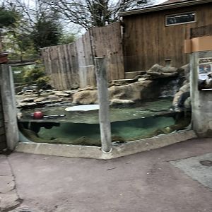 North American River Otter Habitat (Main Underwater Viewing) - Feb, 2020