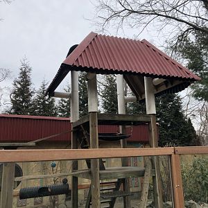 Binturong Habitat - Feb, 2020