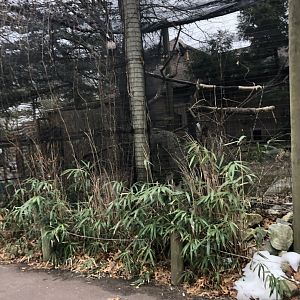 King Vulture Aviary (Outside) - Feb, 2020