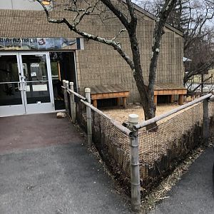 Radiated Tortoise Outdoor Enclosure - Feb, 2020