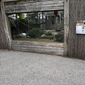 Gibbon Viewing Window (Left) - Feb, 2020