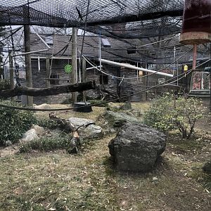 White Cheeked Gibbon Habitat - Feb, 2020