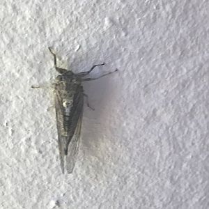 Green Grocer (Cyclochila australasiae)