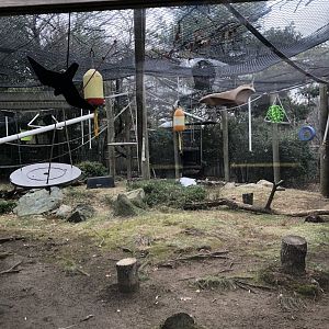 White Cheeked Gibbon Habitat (Right Side) - Feb, 2020