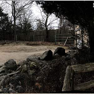 Dromedary Camel Habitat Panorama - Feb, 2020