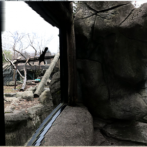 Moon Bear Habitat Panorama - Feb, 2020