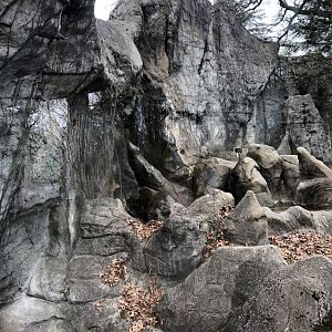 Moon Bear Habitat - Feb, 2020