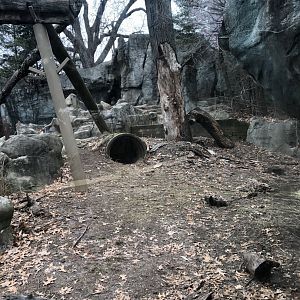Moon Bear Habitat - Feb, 2020